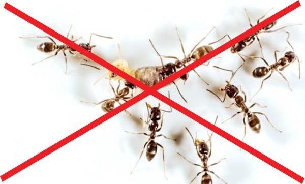 Dịch vụ diệt kiến tại nhà hiệu quả